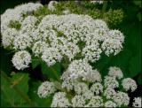 IMG_7317 Cow Parsnip.jpg