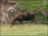 IMG_7327 Moose.jpg