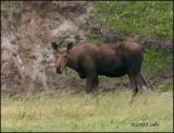 IMG_7332 Moose.jpg