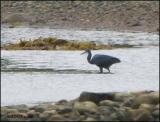 IMG_7369 Western Reef Heron.jpg