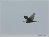 IMG_7385 Western Reef Heron.jpg