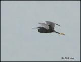 IMG_7387 Western Reef Heron.jpg