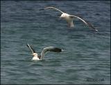 IMG_7394 Great Black-backed Gulls.jpg