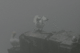 IMG_6695 Northern Gannet animation.gif