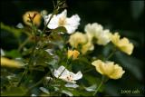 IMG_7534 Yellow Roses.jpg
