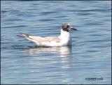 IMG_7740 Bonapartes Gull .jpg