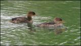 IMG_7859 Hooded Merganser.jpg