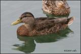 IMG_7870 Mallard drake in eclipse plumage.jpg