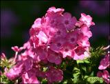 IMG_7911 Pink Phlox.jpg