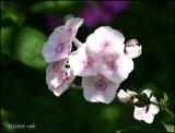 IMG_7912 Pink and White Flox.jpg