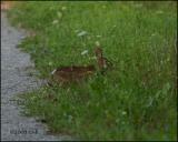 IMG_7986 Cottontail Rabbit.jpg