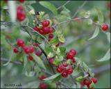 IMG_8004 Honeysuckle Berries.jpg