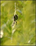 IMG_8105  Black and Yellow Argiope Spider.jpg