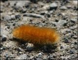 IMG_8240 Yellow Bear Caterpillar Virginian Tiger Moth.jpg
