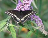 IMG_8455 Black Swallowtail.jpg