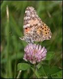 IMG_8849 Painted Lady worn.jpg