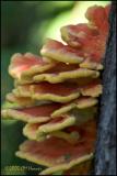 CRW_9163 Sulphur Shelf Fungus.jpg