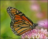CRW_9196 Monarch.jpg