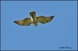 9273 Red-tailed Hawk.jpg