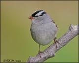9279 White-crowned Sparrow.jpg