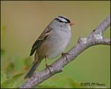 9283 White-crowned Sparrow.jpg