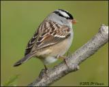 9289 White-crowned Sparrow.jpg