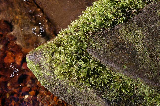 Moss