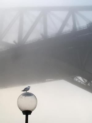 Sydney Fog 13