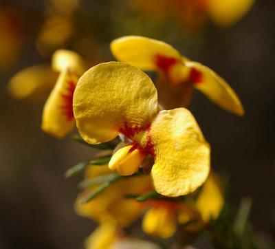 Australian Flora