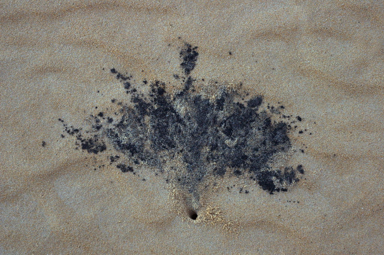 Sand and crab burrow<p>_DSC2478