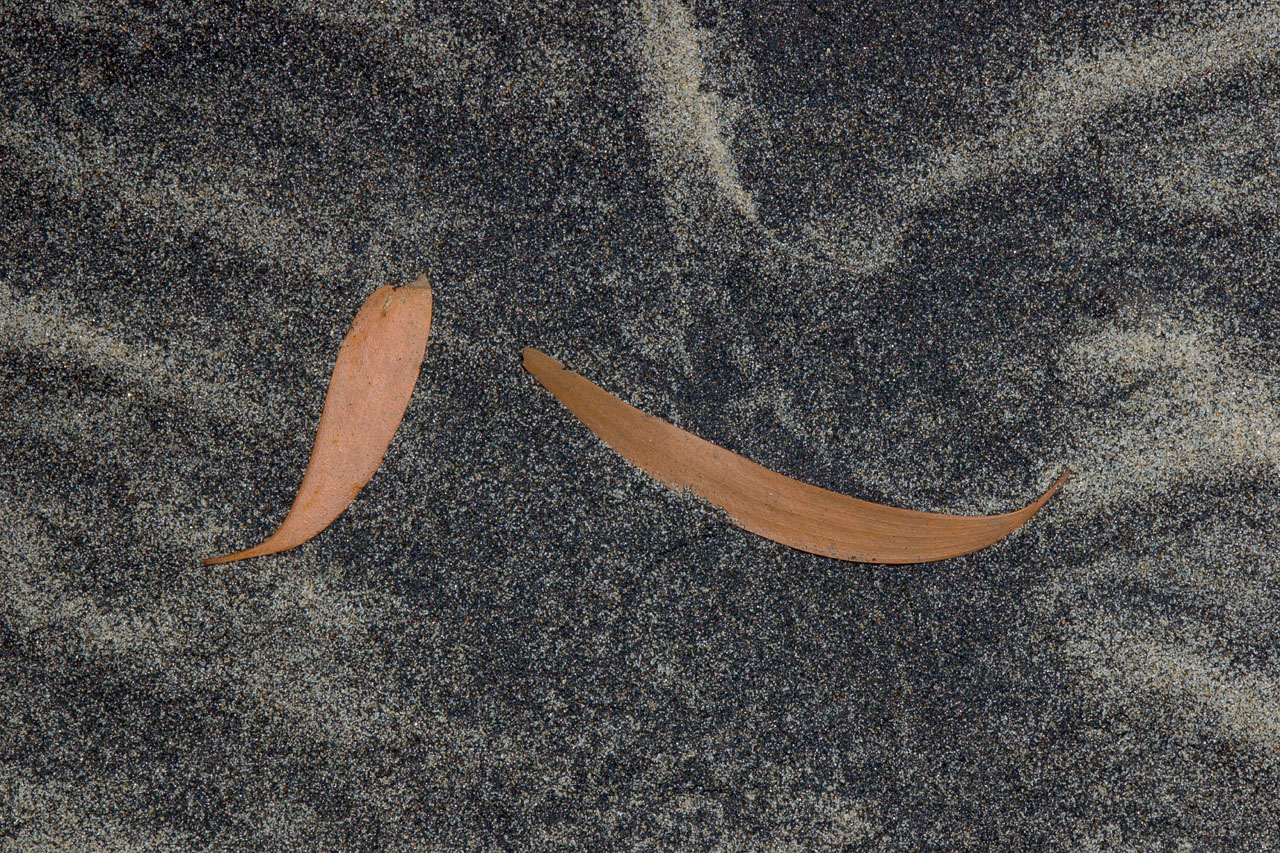 leaves and black sand hinchinbrook  island 12 by 18 _DSC2525
