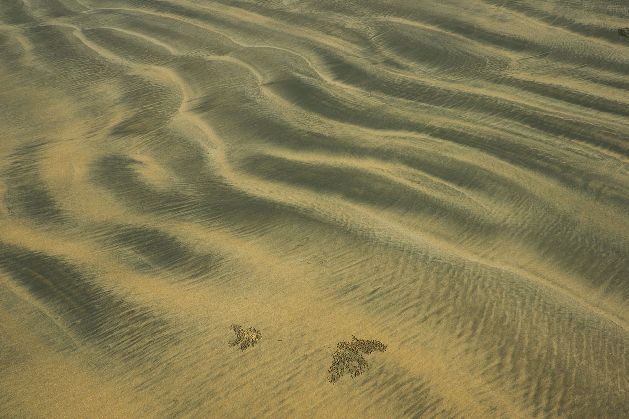 hinchinbrook  island black sand ripples<p>_DSC3049