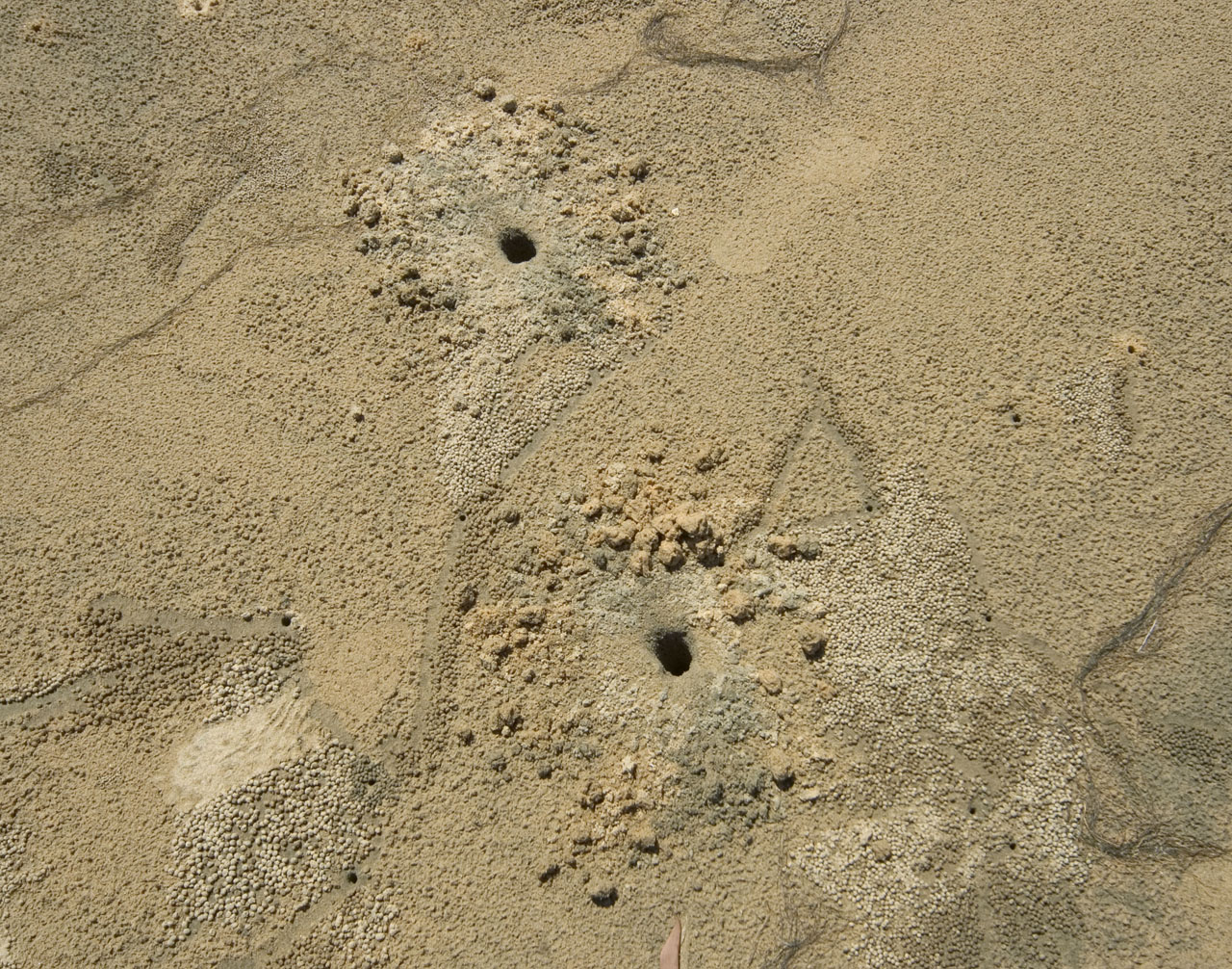 hinchinbrook  island sand crab burrows<p>_DSC6502