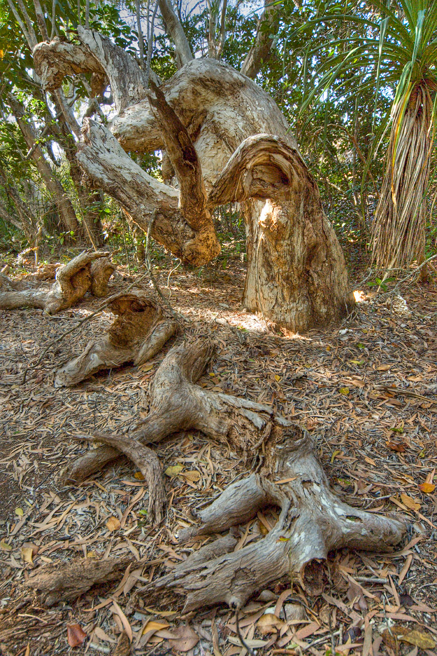dead melaleuca fragments aug 05 12 by 18 _DSC2401