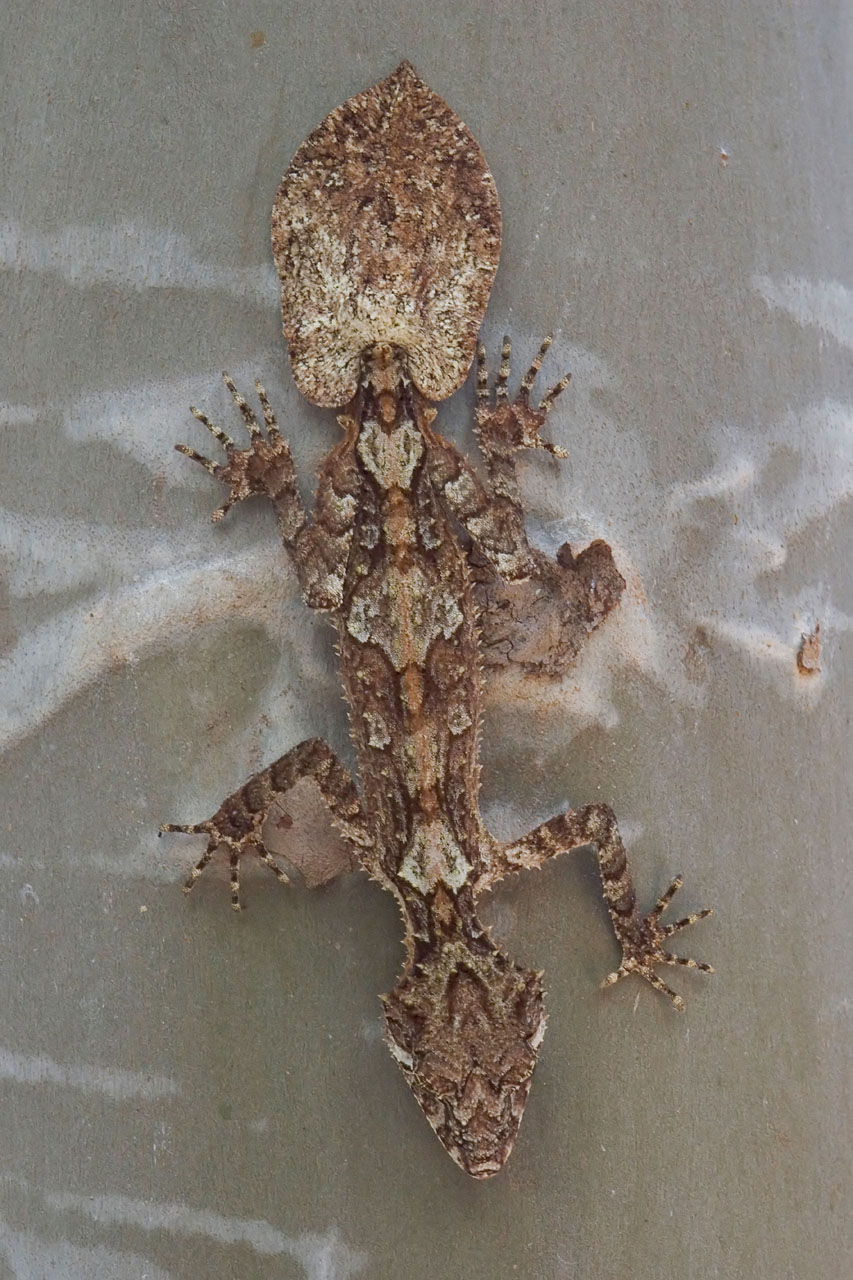 Leaf-tailed gecko <i> Saltuarius cornutus</i> kirrama 2004