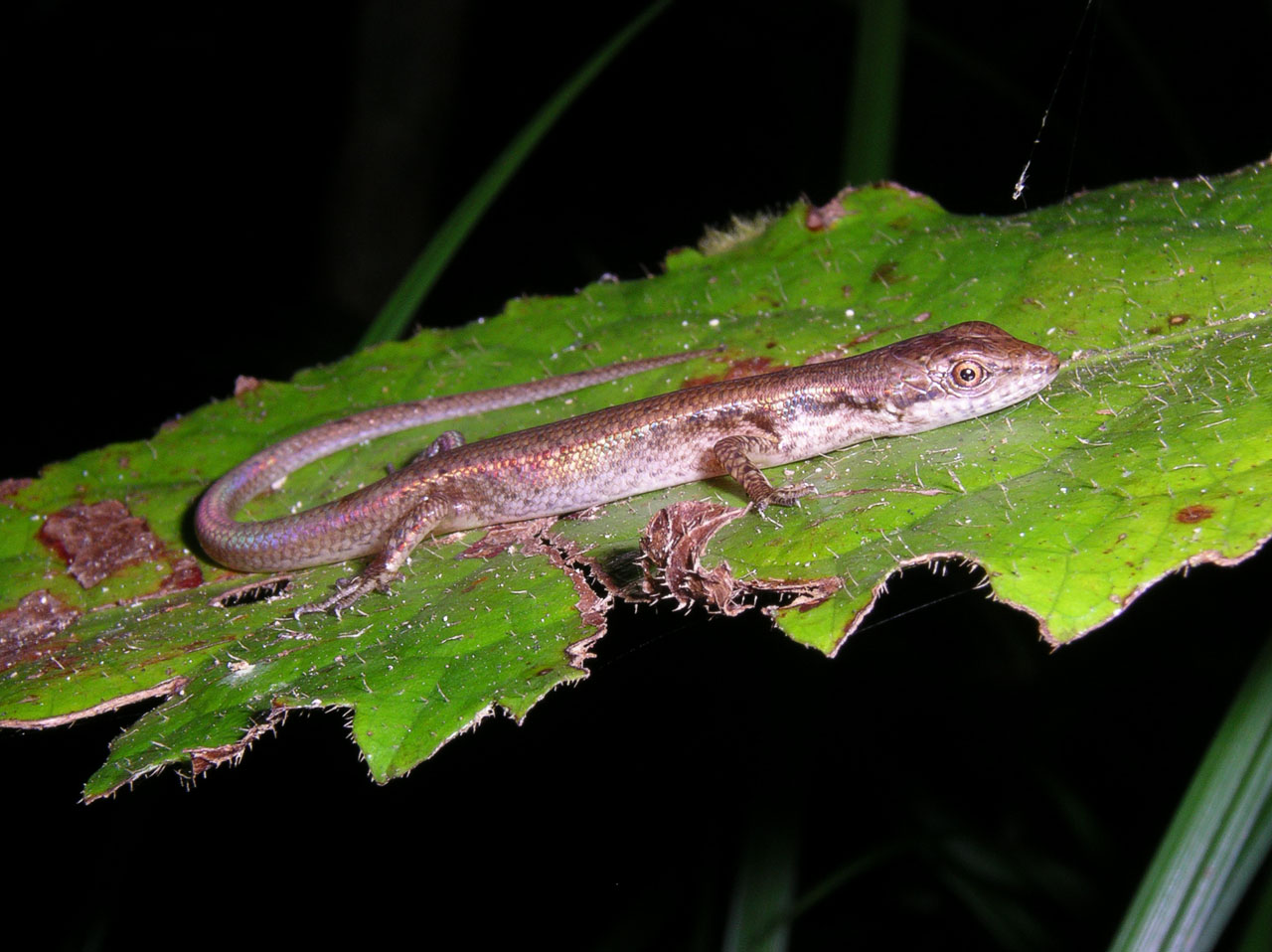 skink saproscincus basiliscus on sleeping on leaf kirrama 2005 IMGP3145