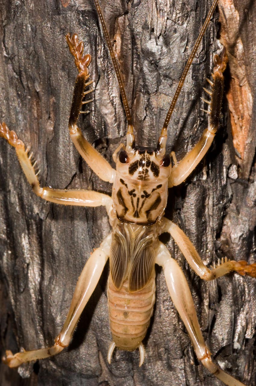 Cricket, Kirrama Range, 2005 (_DSC1334)