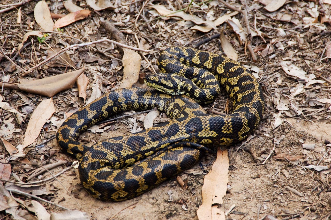 snake carpet python morelia spilotes kirrama 2005 _DSC1451