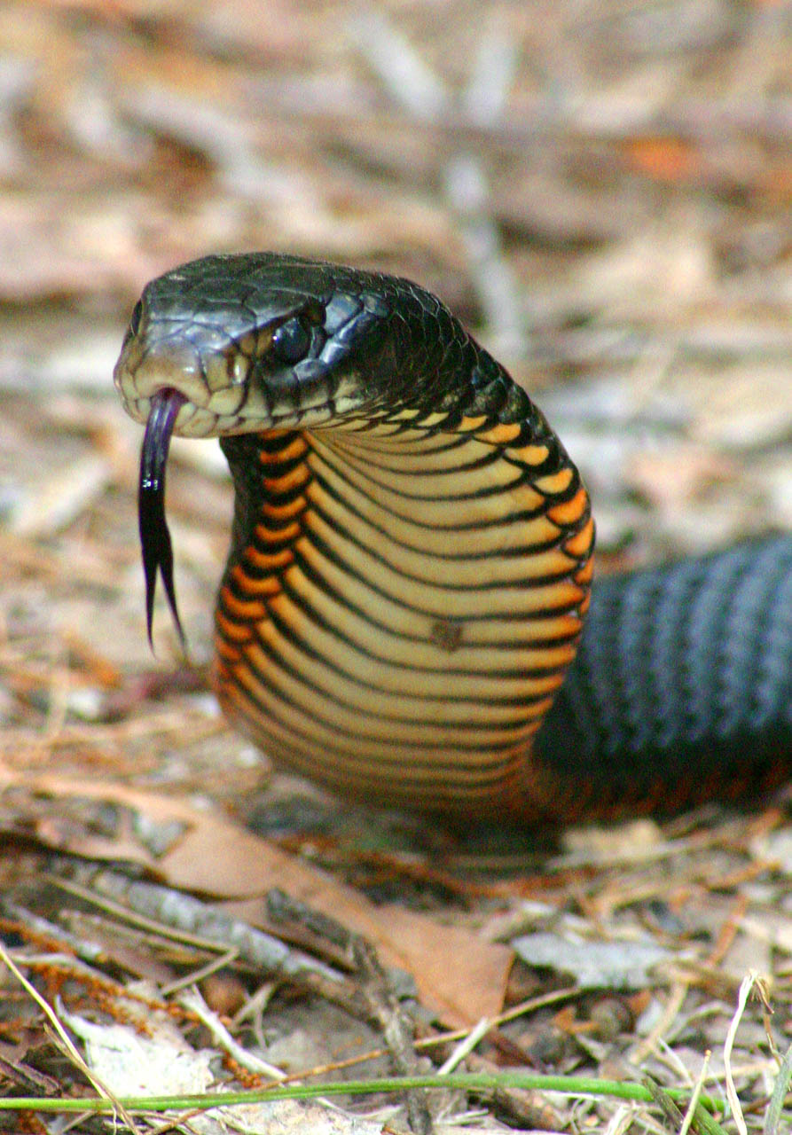 Jennifer Davis-- Red-bellied Black Snake CRW_4022_RT8