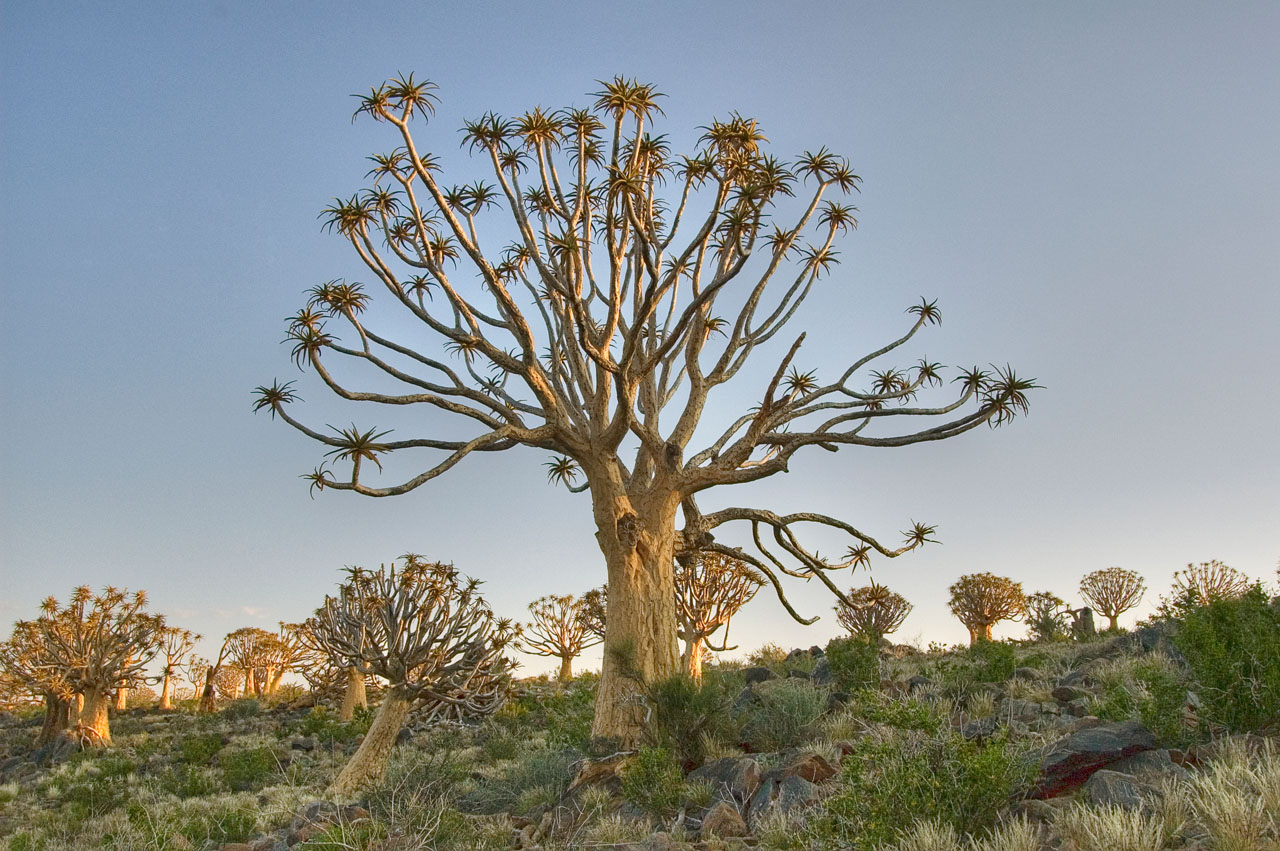 kokerboom (quiver trees) near Kenhardt _DSC2171