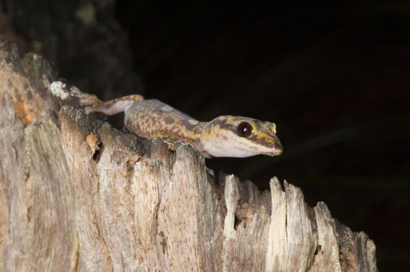 velvet gecko oedura monilis kirrama 2005 _DSC1623