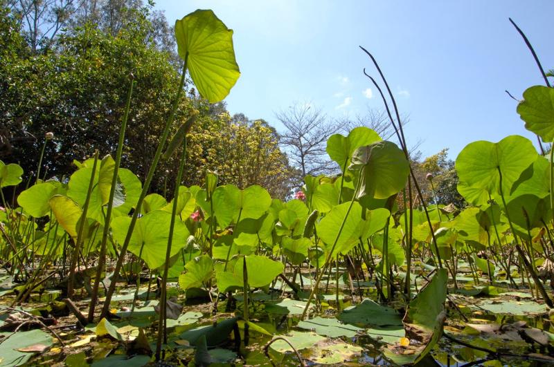 plants and water lilies anderson park