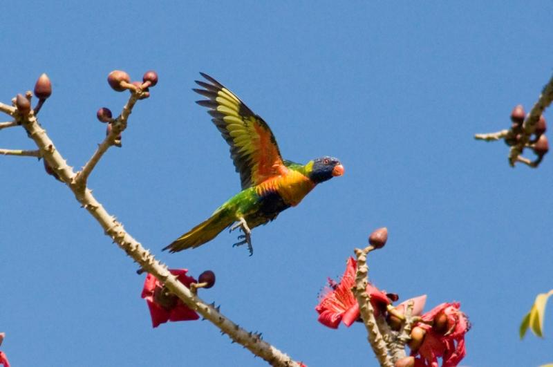 Rainbow Lorikeet at bombax tree _DSC1822