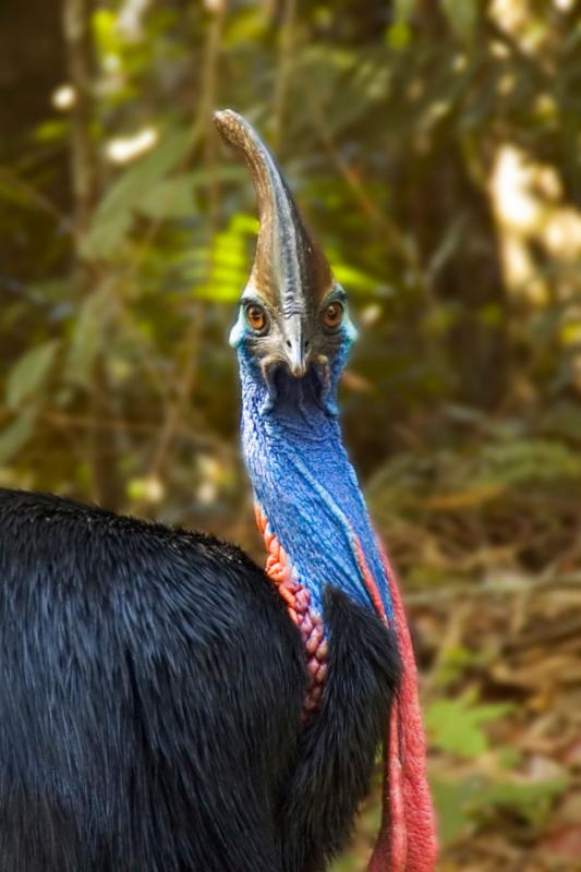 Cassowary in the wild at Wallaman Falls DSC_9518