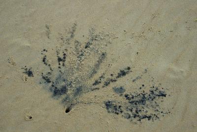 hinchinbrook island sand crab burrow<p>_DSC2480
