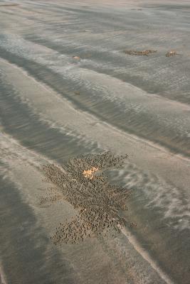 hinchinbrook  island black sand ripples<p>_DSC3063
