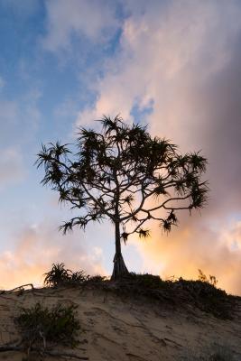 pandanus sunset clouds Hinchinbrook Island 12 by 18 _DSC2813