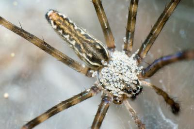 Male social spider with mites (or spiderlings?), Kirrama Range, 2005 (_DSC1521)