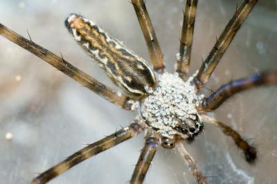 Male social spider with mites (or spiderlings?), Kirrama Range, 2005 (_DSC1521)