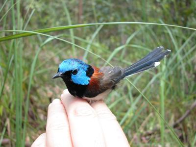 Nicole Kenyon-- Lovely Fairy Wren in hand